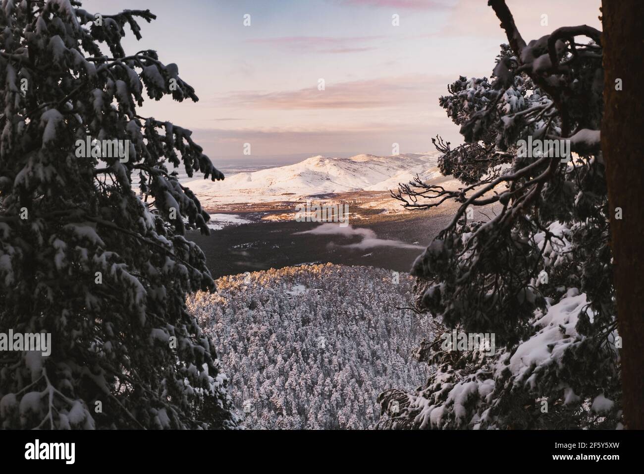 Montagna innevata picco in lontananza e pini coperti di neve in primo piano, Sierra de Guadarrama Foto Stock