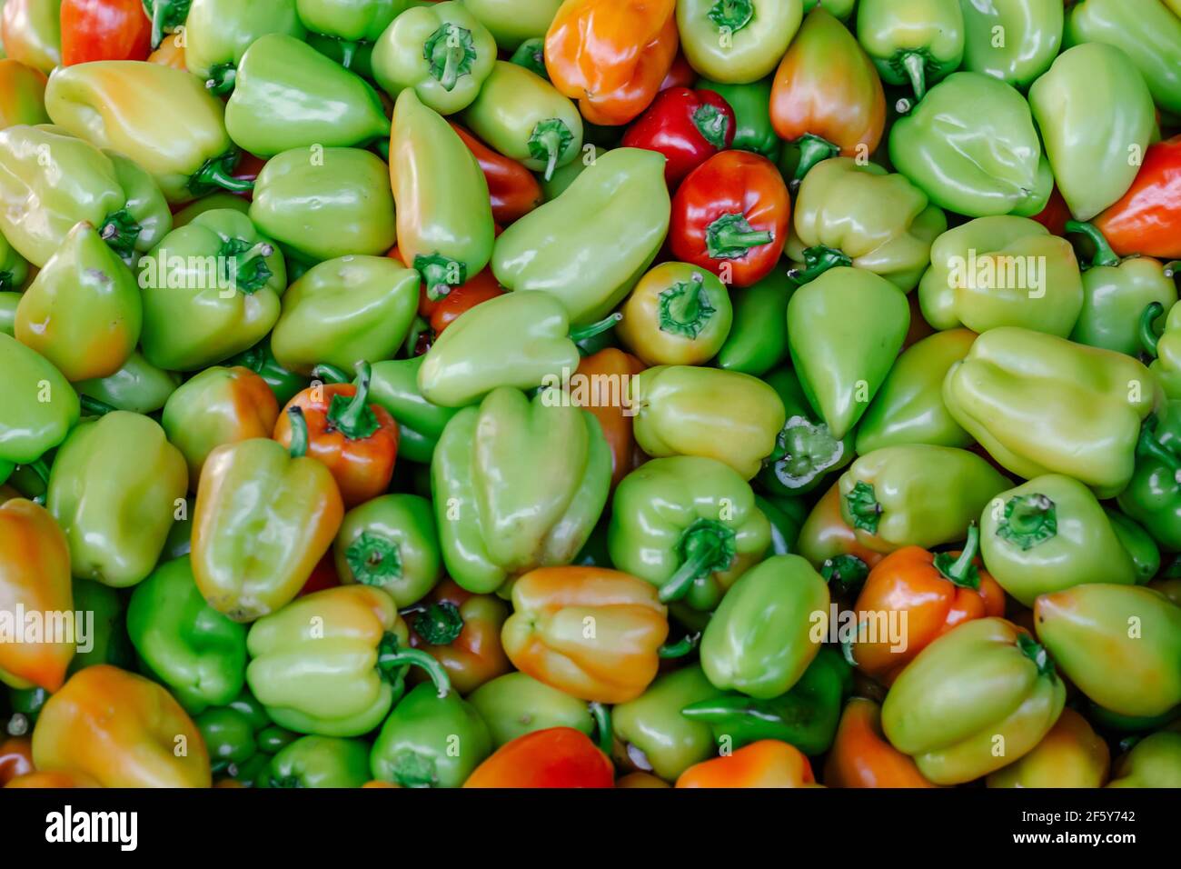 Peperoni colorati organici, sfondo naturale. Un sacco di peperoni nel mercato delle verdure. Peperoni freschi colore della texture di sfondo. Foto Stock