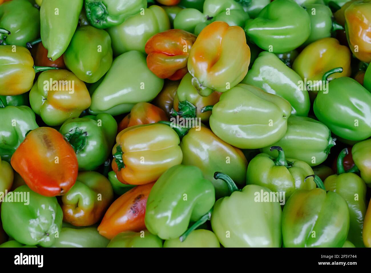 Peperoni colorati organici, sfondo naturale. Un sacco di peperoni nel mercato delle verdure. Peperoni freschi colore della texture di sfondo. Foto Stock