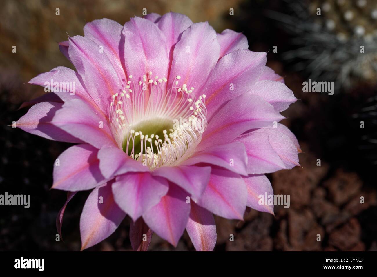 Rebutia steinbachii, detto il cactus della corona di Steinbach, è una specie di cactus del genere Rebutia, originario della Bolivia. Foto Stock