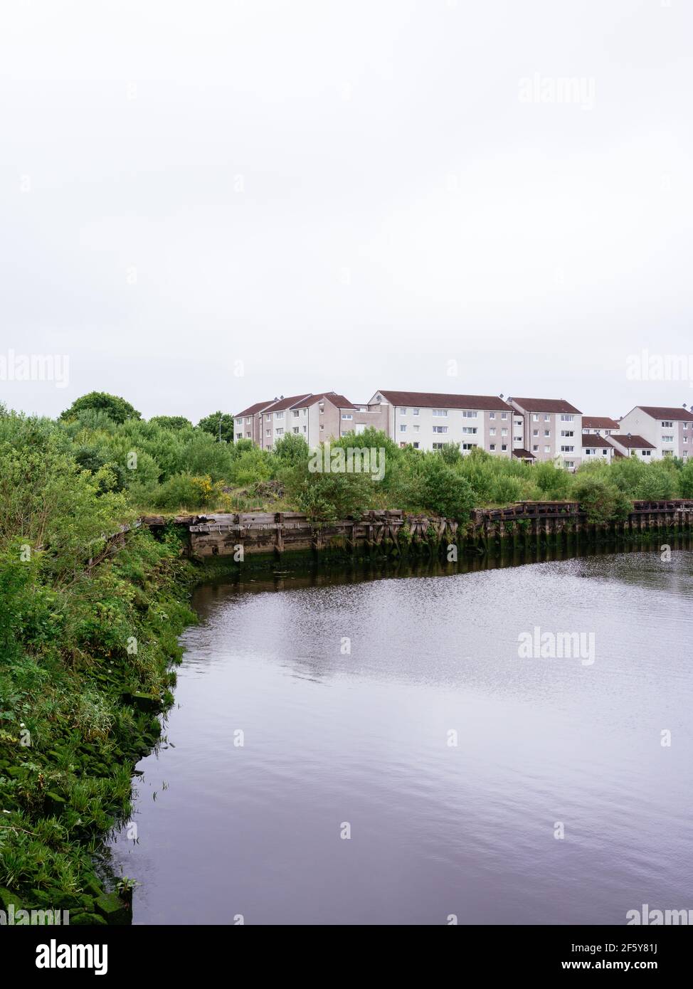 La natura rivendica i Govan Graving Docks, con il progetto Glasgow Housing Association chiamato Riverside Estate in background. Foto Stock