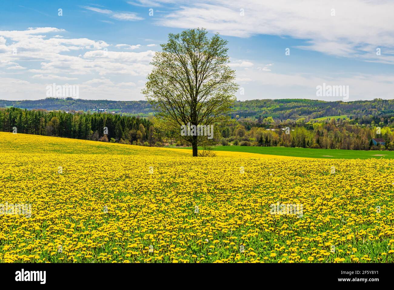 Campagna rurale Yellow Farm Field Ontario Canada Foto Stock