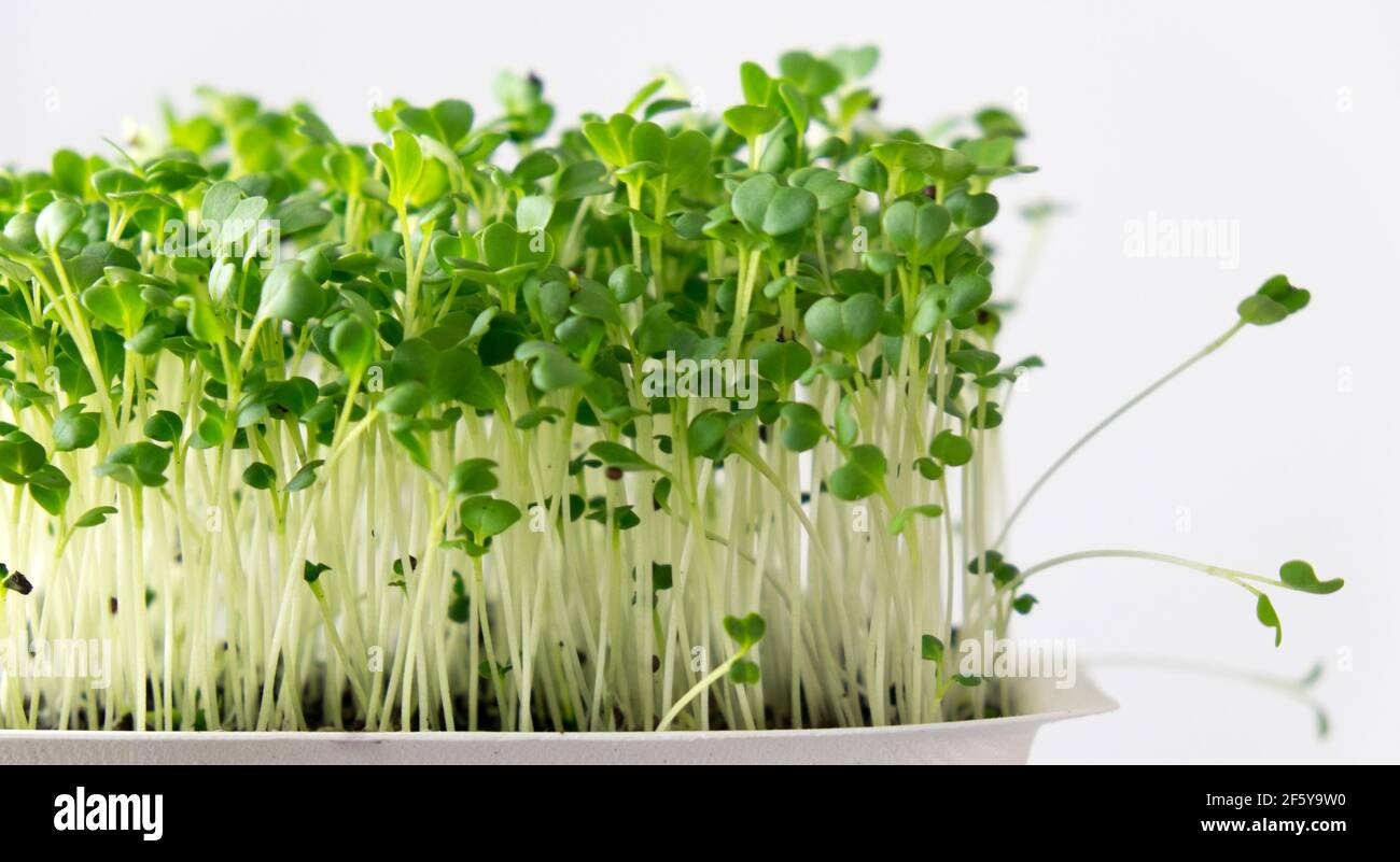 Broccoli viventi microgreens superfood che cresce in fusto compostabile con poco profondo profondità di campo Foto Stock