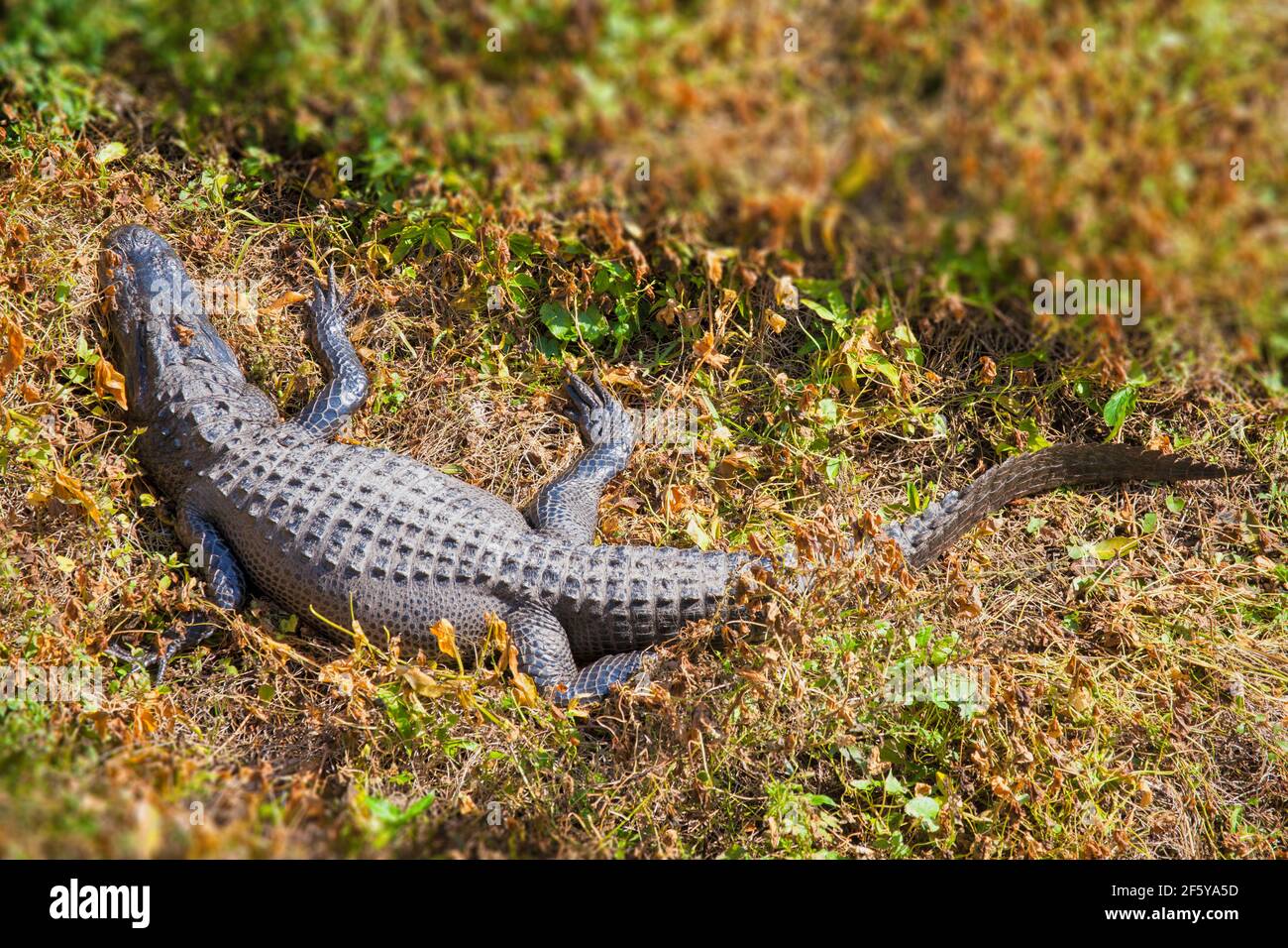 Un alligatore visto dalla Torre di osservazione a Shark Valley nel Parco Nazionale delle Everglades in Florida. Foto Stock