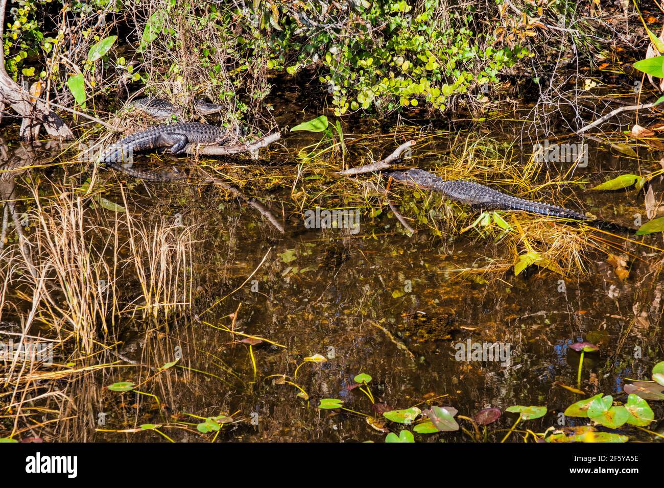 Un alligatore visto dalla Torre di osservazione a Shark Valley nel Parco Nazionale delle Everglades in Florida. Foto Stock