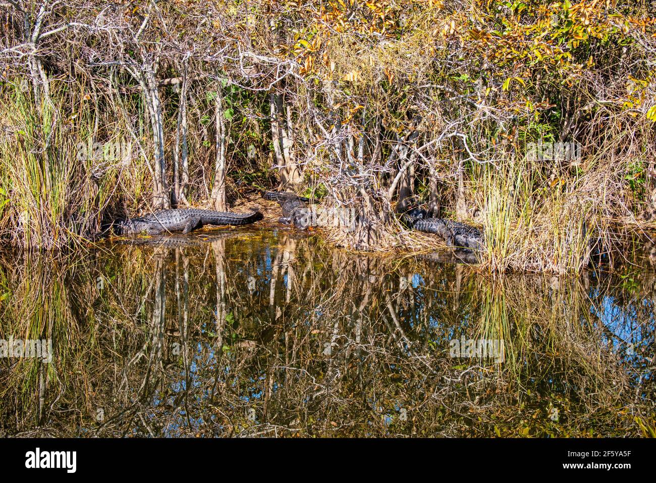 Un alligatore visto dalla Torre di osservazione a Shark Valley nel Parco Nazionale delle Everglades in Florida. Foto Stock