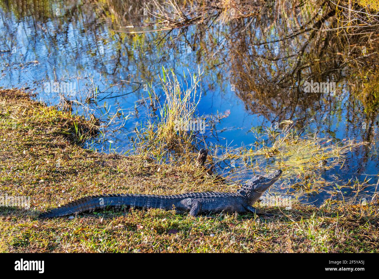 Un alligatore visto lungo un corso d'acqua a Shark Valley nel Parco Nazionale delle Everglades in Florida. Foto Stock