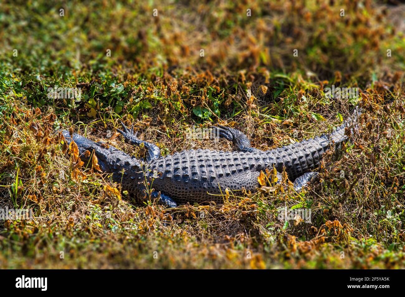 Un alligatore visto dalla Torre di osservazione a Shark Valley nel Parco Nazionale delle Everglades in Florida. Foto Stock