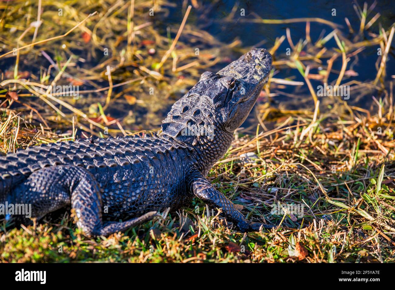 Un alligatore visto lungo un corso d'acqua a Shark Valley nel Parco Nazionale delle Everglades in Florida. Foto Stock
