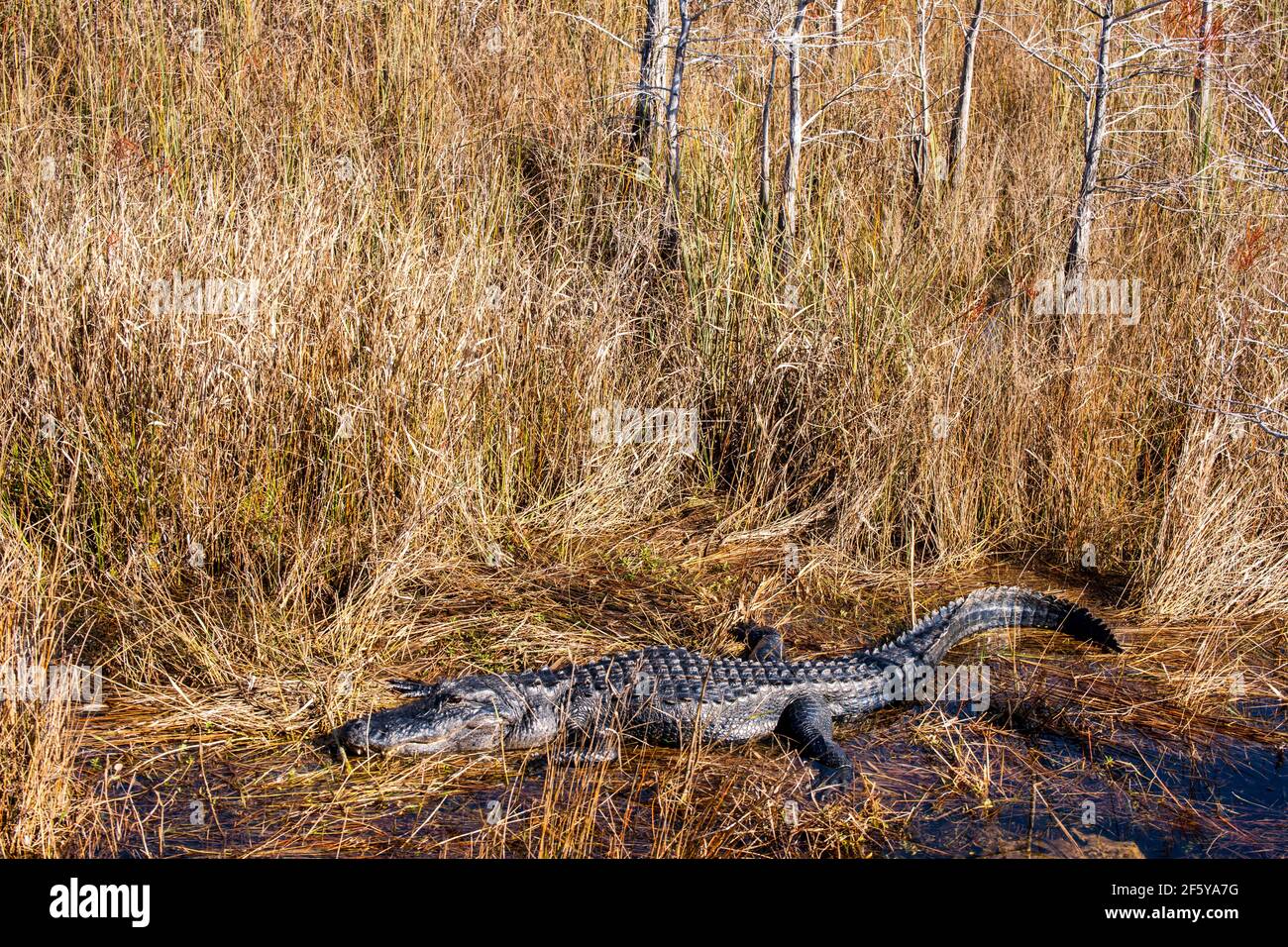 Un alligatore visto lungo un corso d'acqua a Shark Valley nel Parco Nazionale delle Everglades in Florida. Foto Stock