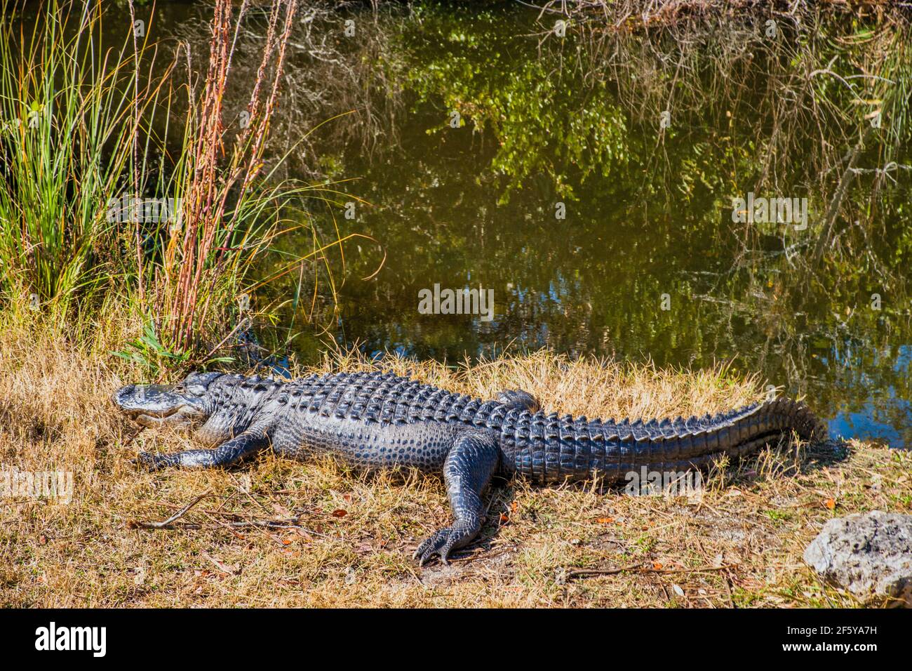 Un alligatore visto lungo un corso d'acqua a Shark Valley nel Parco Nazionale delle Everglades in Florida. Foto Stock