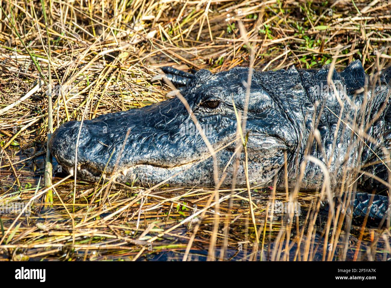 Primo piano della testa di un alligatore lungo un corso d'acqua a Shark Valley nel Parco Nazionale delle Everglades in Florida. Foto Stock
