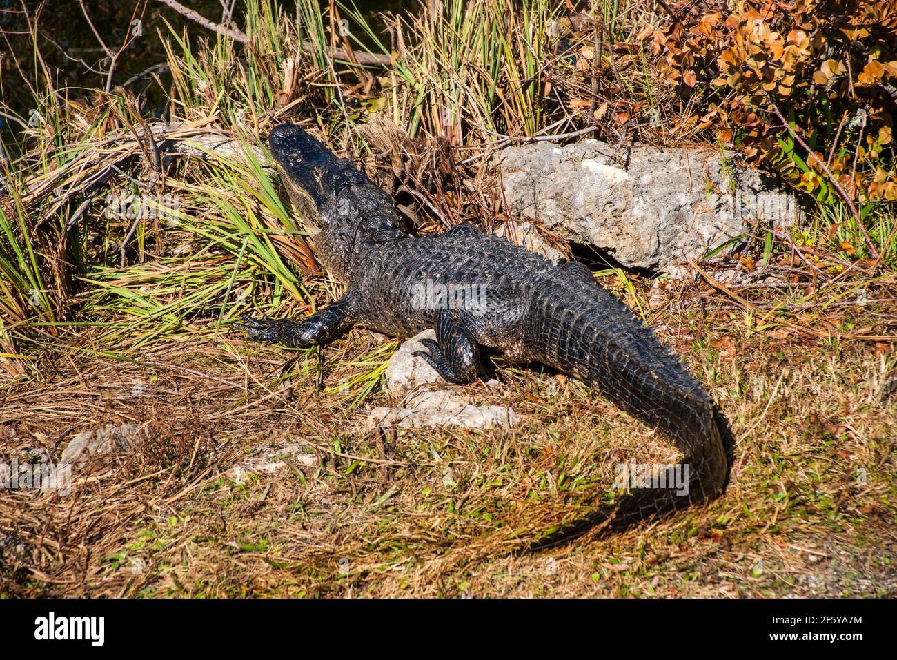 Un alligatore visto lungo un corso d'acqua a Shark Valley nel Parco Nazionale delle Everglades in Florida. Foto Stock