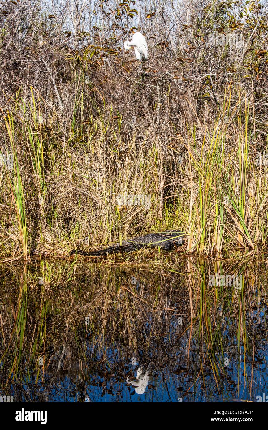 Un Grande Egret e il suo riflesso incorniciano un alligatore sulla riva di un corso d'acqua a Shark Valley nel Parco Nazionale delle Everglades in Florida. Foto Stock