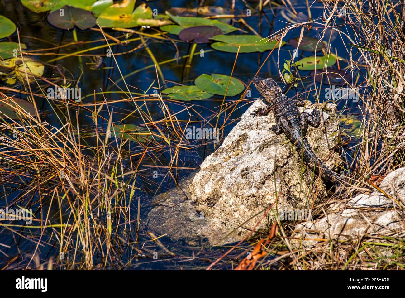 Un piccolo alligatore sdraiato su una roccia lungo un canale d'acqua a Shark Valley nel Parco Nazionale delle Everglades in Florida. Foto Stock