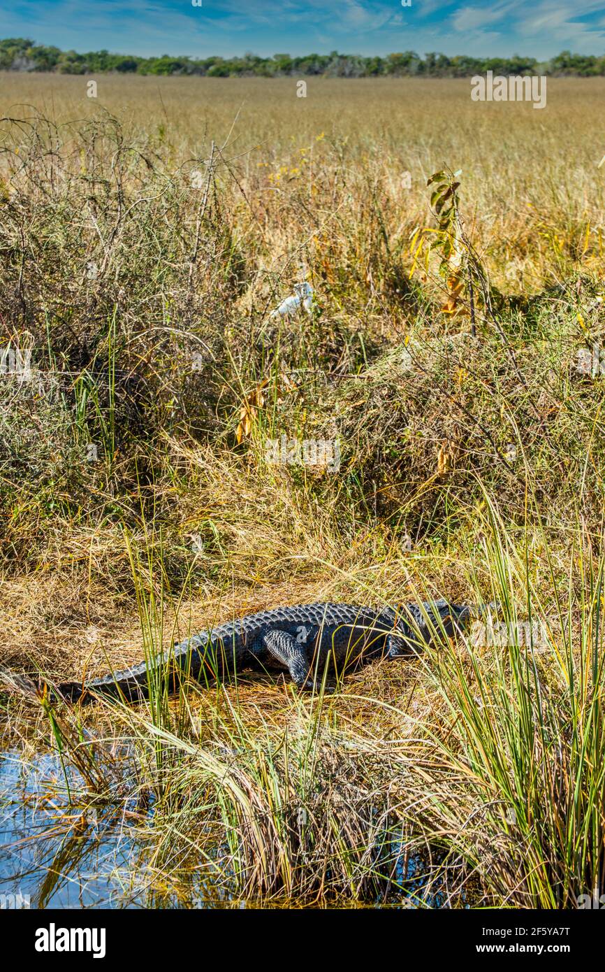 Un alligatore si ssole sulla riva di un corso d'acqua con garzette sullo sfondo a Shark Valley nel Parco Nazionale delle Everglades in Florida. Foto Stock