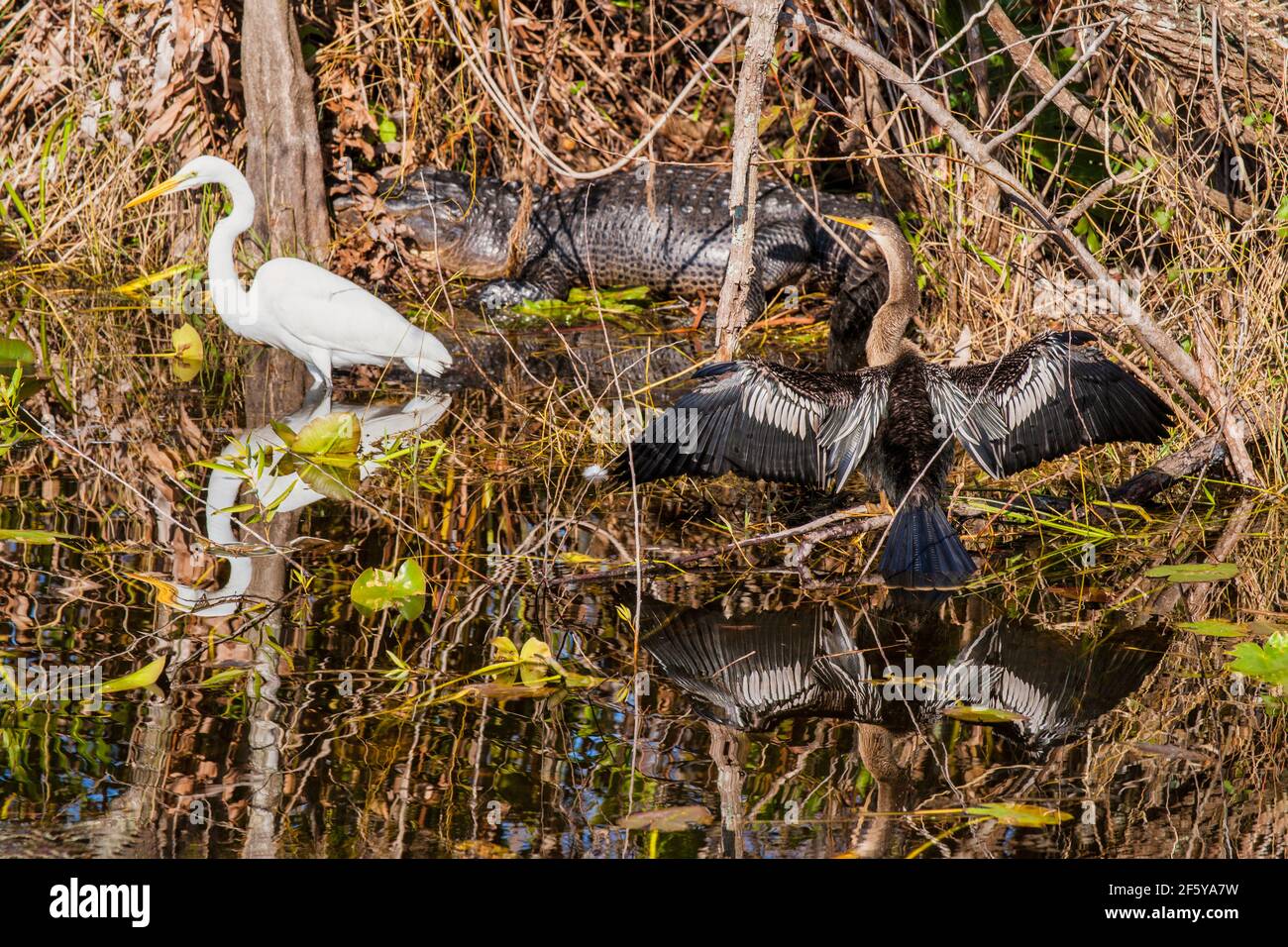 Great Egrets, Anhinga e un alligatore costituiscono una scena faunistica che include i loro riflessi nella Shark Valley nel Parco Nazionale delle Everglades in Florida. Foto Stock