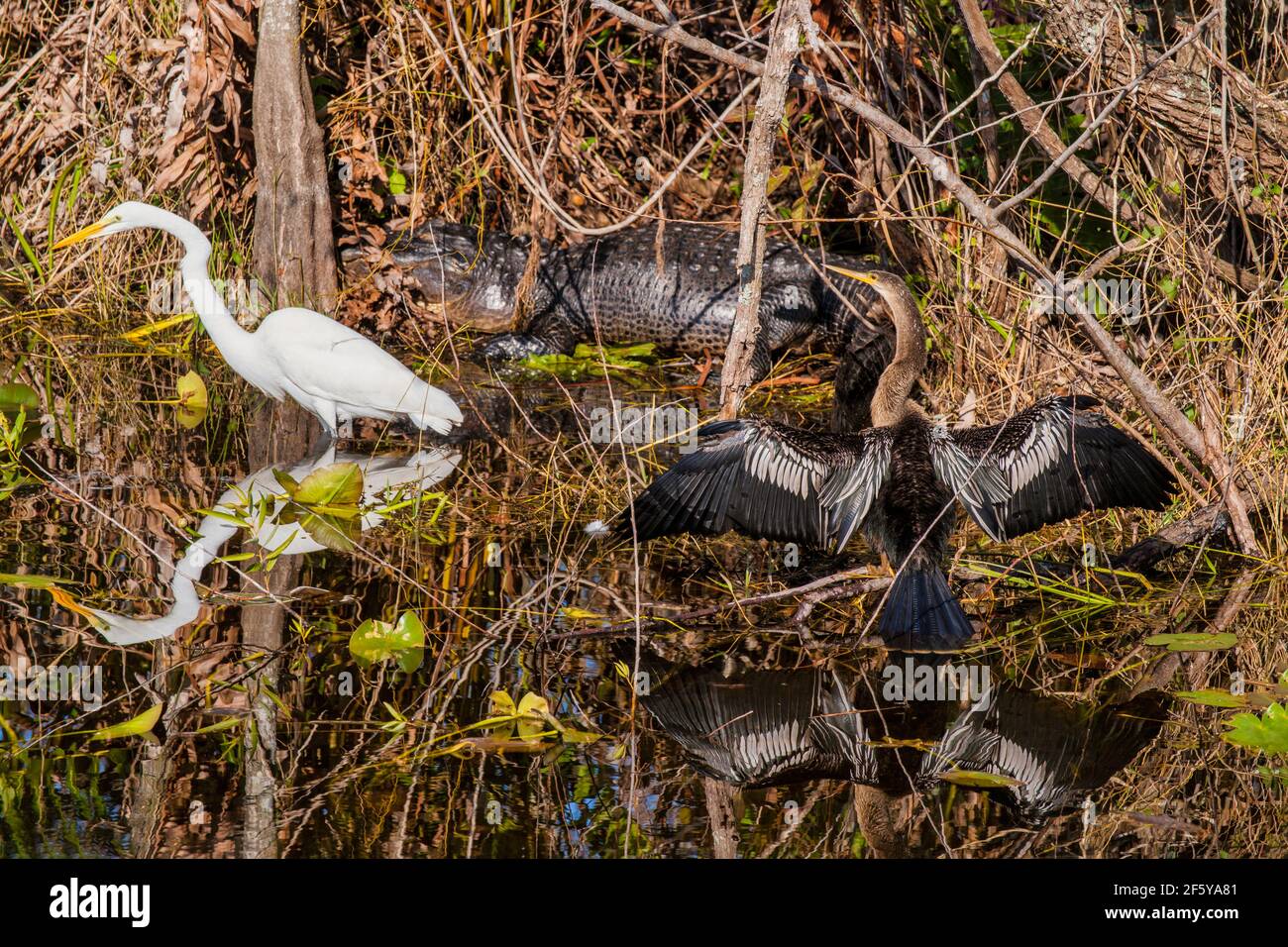 Great Egrets, Anhinga e un alligatore costituiscono una scena faunistica che include i loro riflessi nella Shark Valley nel Parco Nazionale delle Everglades in Florida. Foto Stock