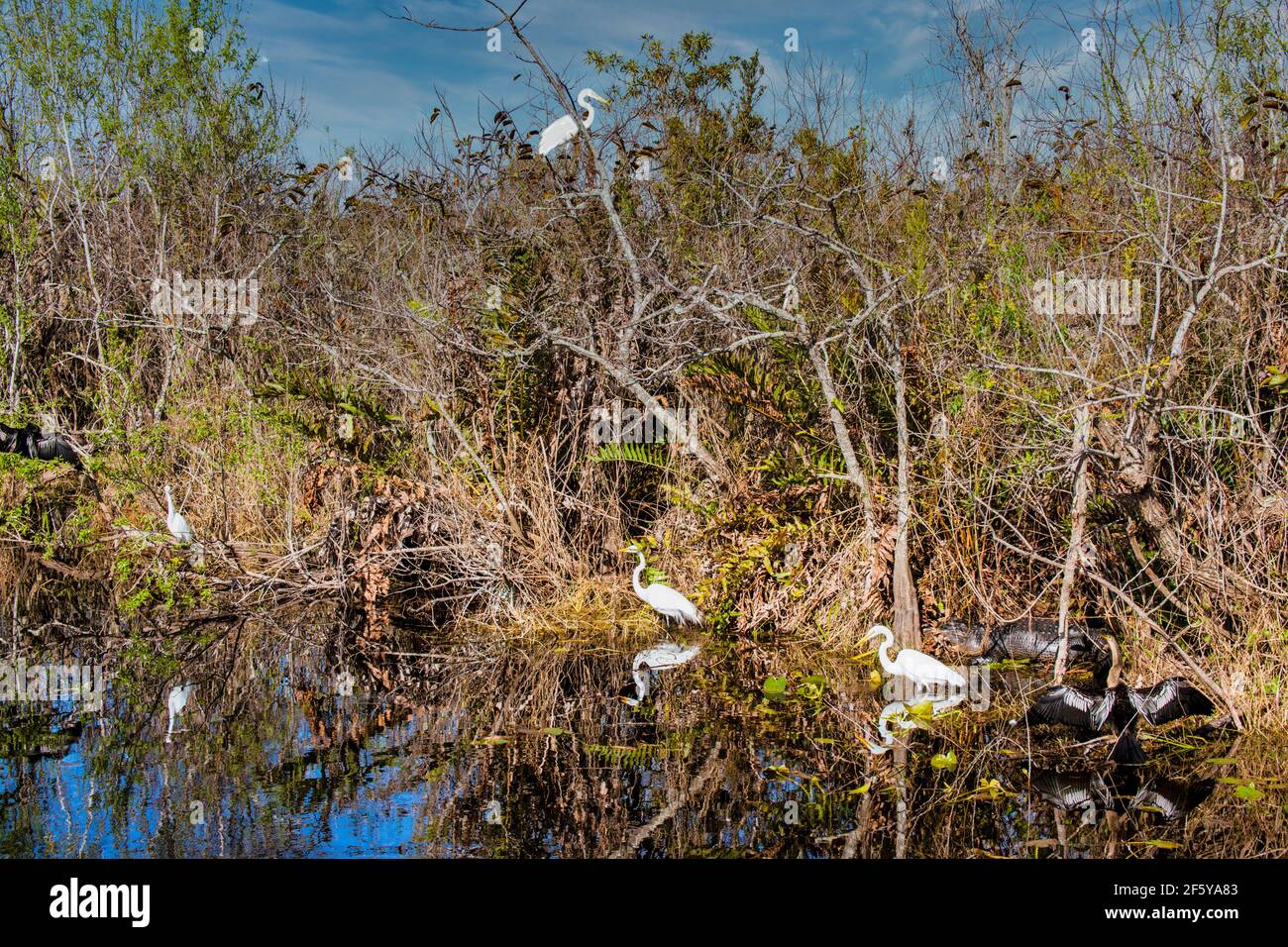 Great Egrets, Anhinga e un alligatore costituiscono una scena faunistica che include i loro riflessi nella Shark Valley nel Parco Nazionale delle Everglades in Florida. Foto Stock