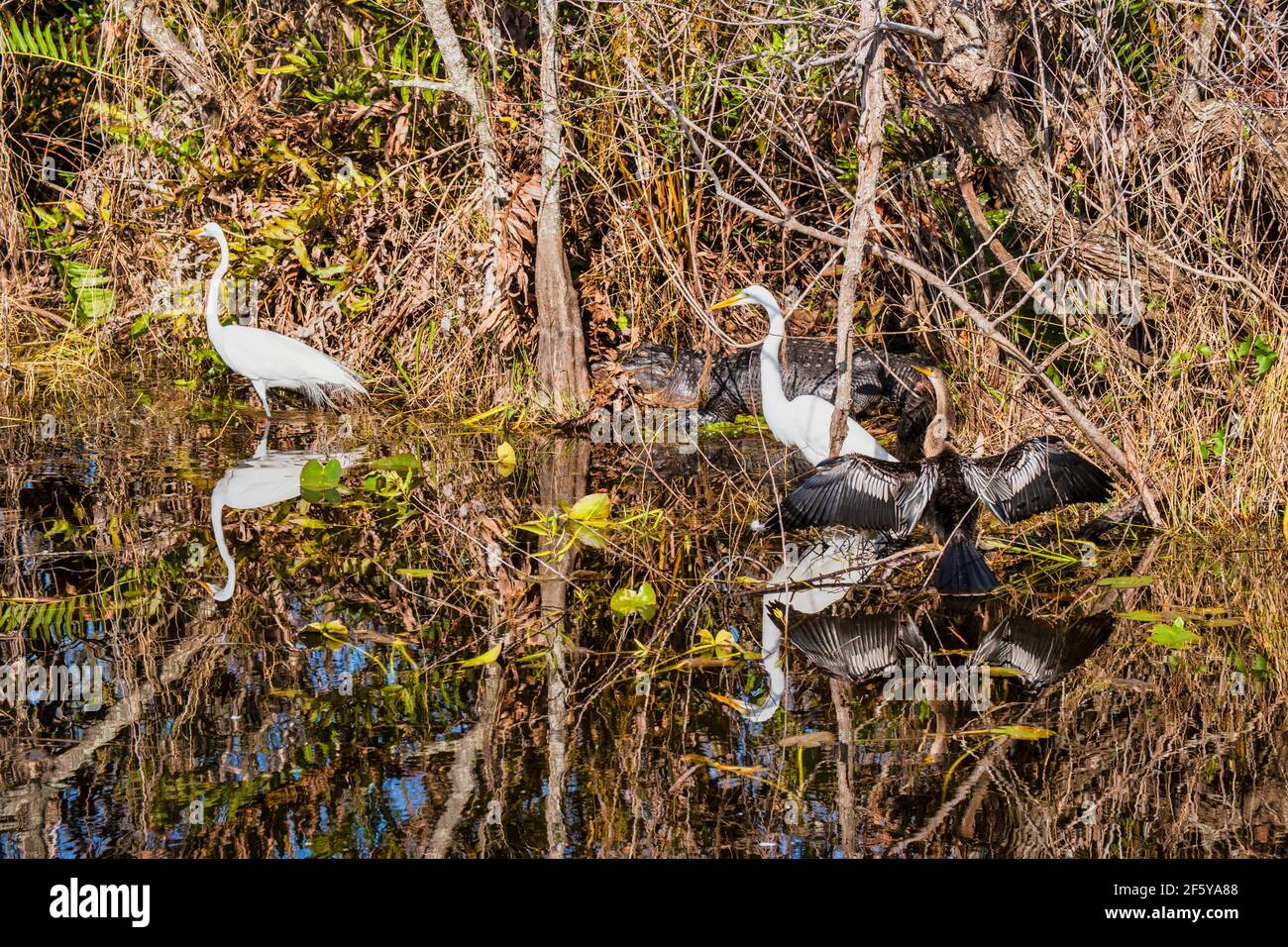 Great Egrets, Anhinga e un alligatore costituiscono una scena faunistica che include i loro riflessi nella Shark Valley nel Parco Nazionale delle Everglades in Florida. Foto Stock