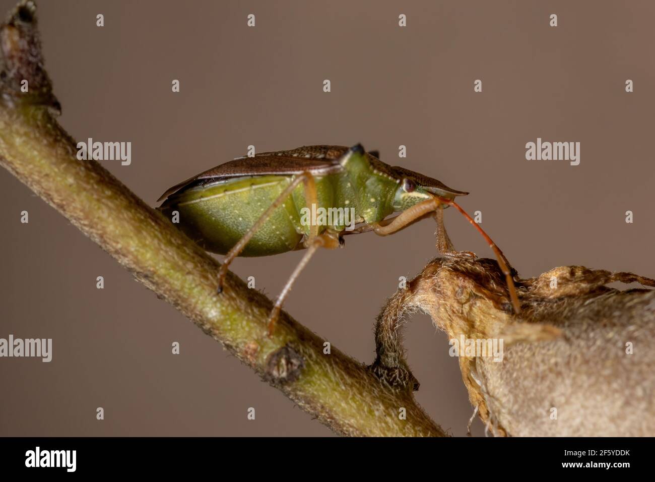 Verdeggiante bug della specie Diceraeus melacanthus Foto Stock