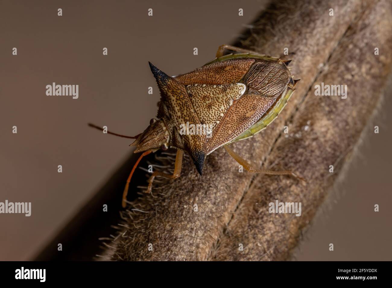 Verdeggiante bug della specie Diceraeus melacanthus Foto Stock