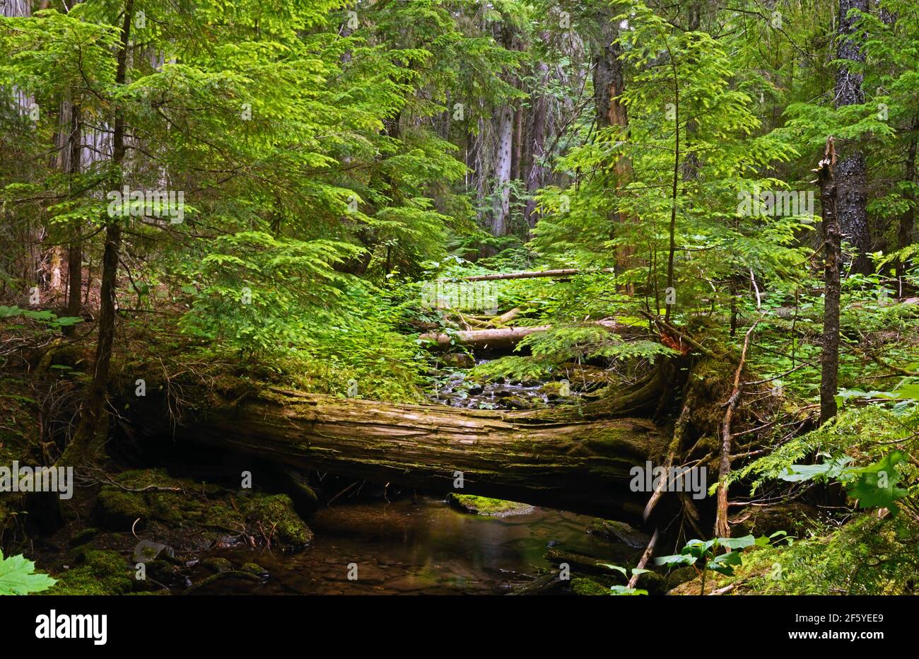 Vecchia foresta di crescita e ruscello a French Creek Cedars. Kootenai National Forest nelle Purcell Mountains, nel Montana nord-occidentale. (Foto di Randy Beacham) Foto Stock