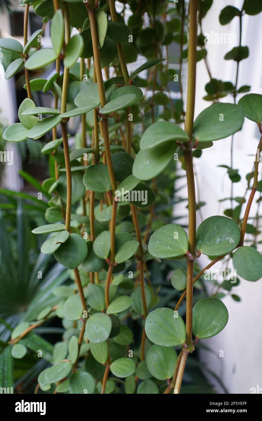 Le foglie verdi delle piante di Peperomia 'Hope' Foto Stock