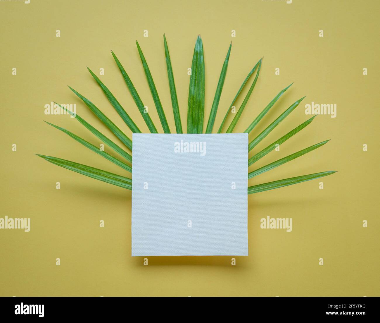 Carta quadrata vuota su foglie di palmo verdi. Su sfondo giallo. Mockup di illustrazioni con spazio di copia. Foto Stock