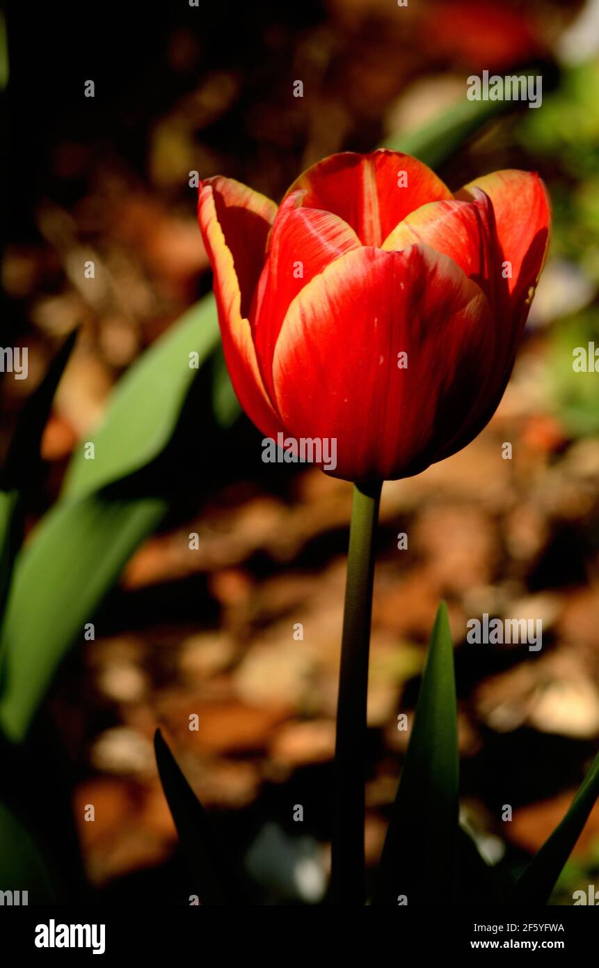 Nasce nella bellezza e nel romanticismo, con tulipani rossi vibranti, che crescono vivaci nel giardino delle nature della madre. Bellissimi petali che mostrano grazia e cura. Foto Stock