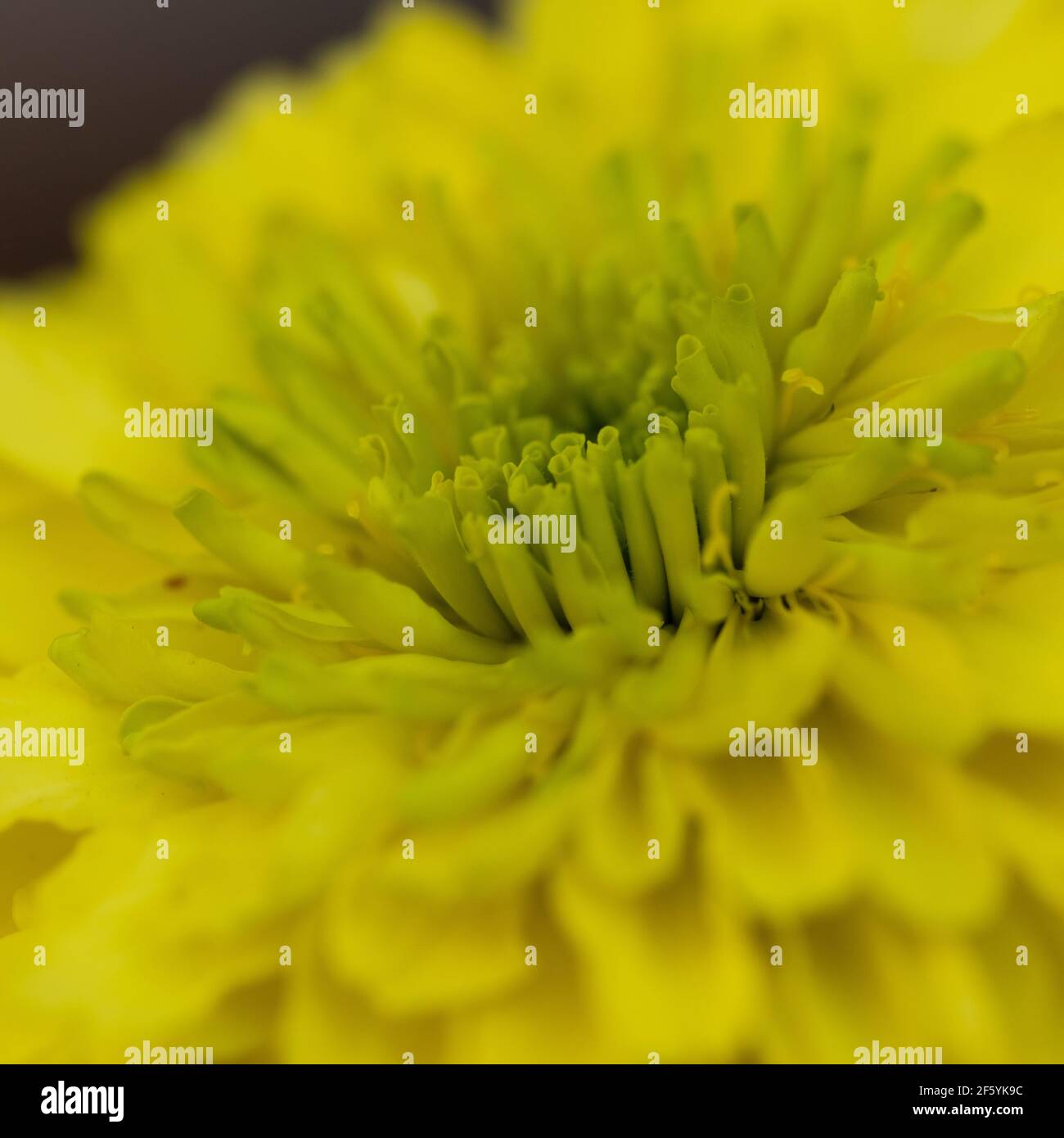 Profondità di campo ridotta immagine macro astratta di un giallo fiore di zinnia con colori vivaci e luminosi che fioriscono in primavera ora Foto Stock