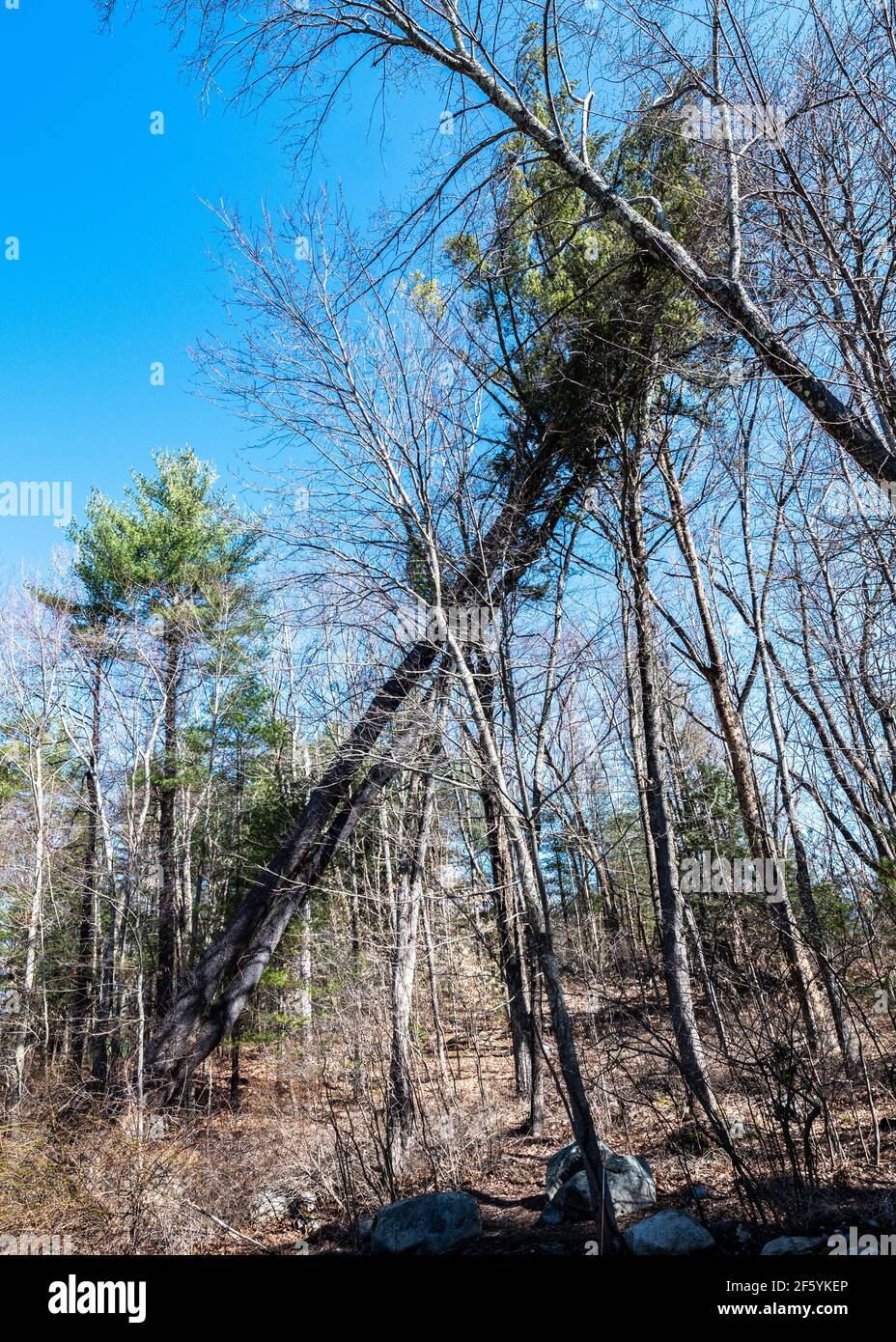 Goshen, Connecticut, USA, 27 marzo 2021 - UN albero di pino alto 30 piedi si appoggia sugli alberi circostanti dopo essere stato sgombrato e cadere a causa di forte Foto Stock