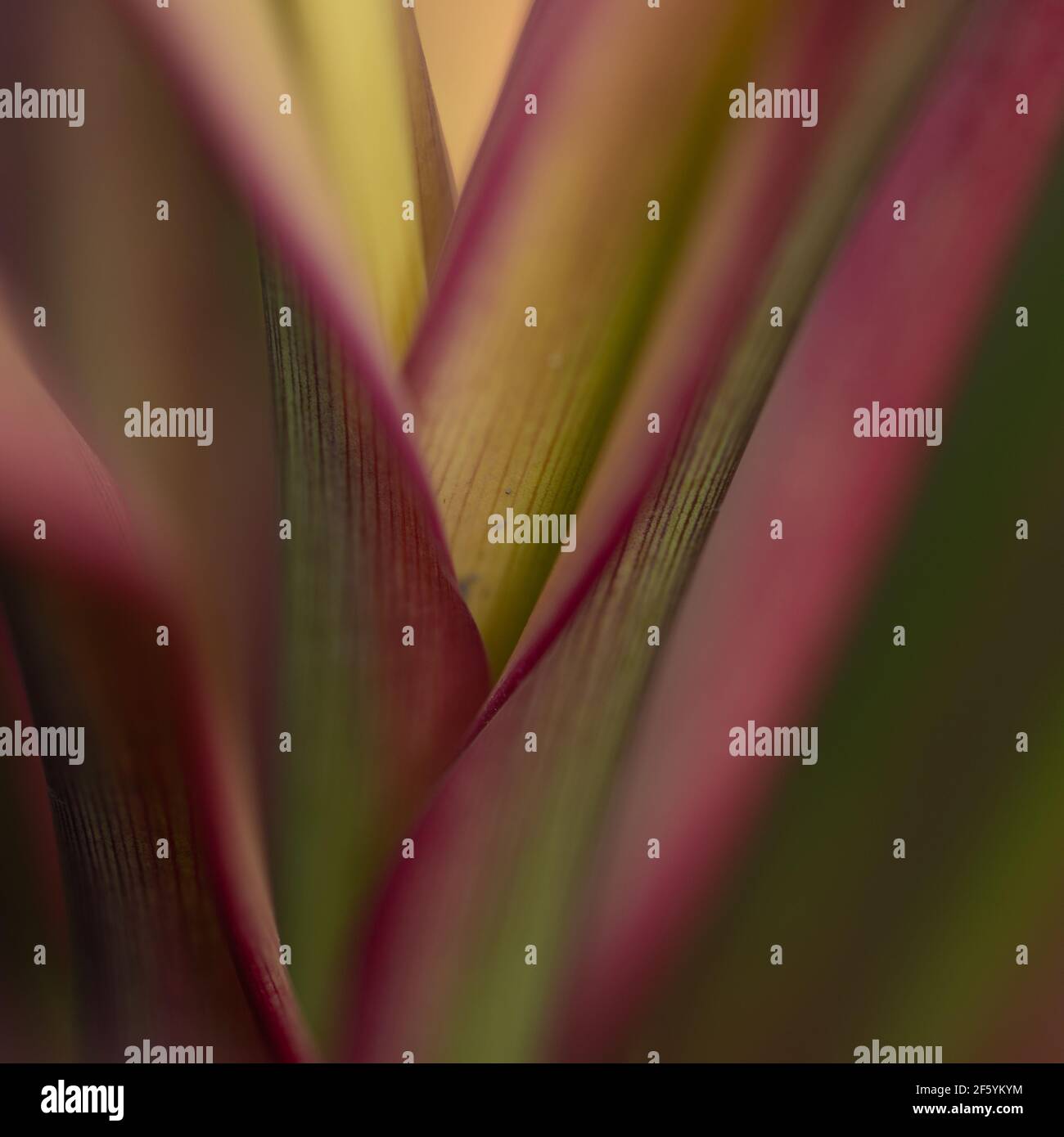 Un'immagine di fuoco selettiva astratta dello stelo di una pianta con linee e texture Foto Stock