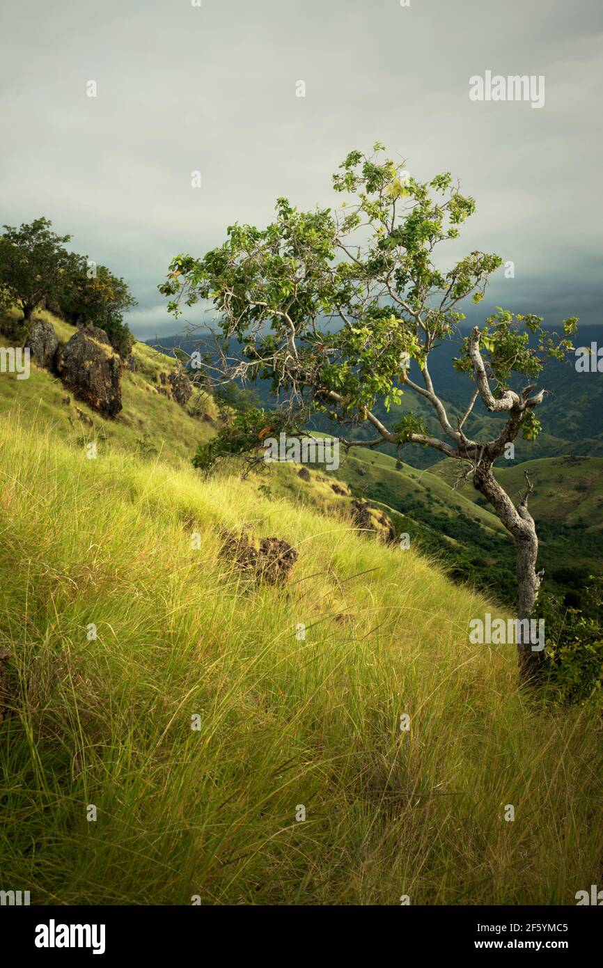 Un albero su una prateria sulla collina costiera di Kajuwulu vicino Maumere, Flores Island, Nusa Tenggara Est, Indonesia. Foto Stock