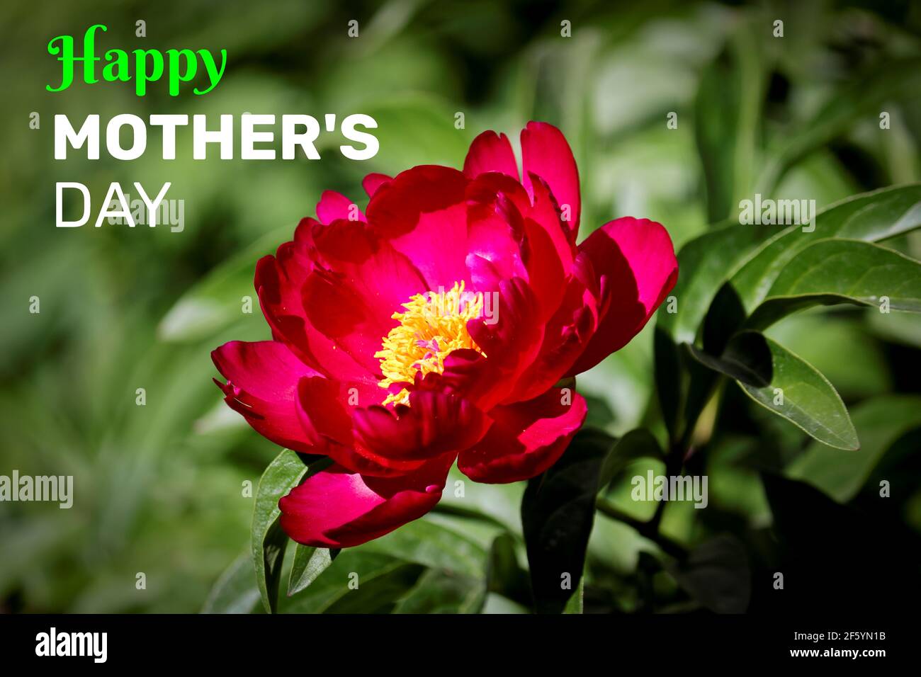 Congratulazioni buon giorno della mamma - colori soffici e nifty. Concetto di cool presente. Foto Stock