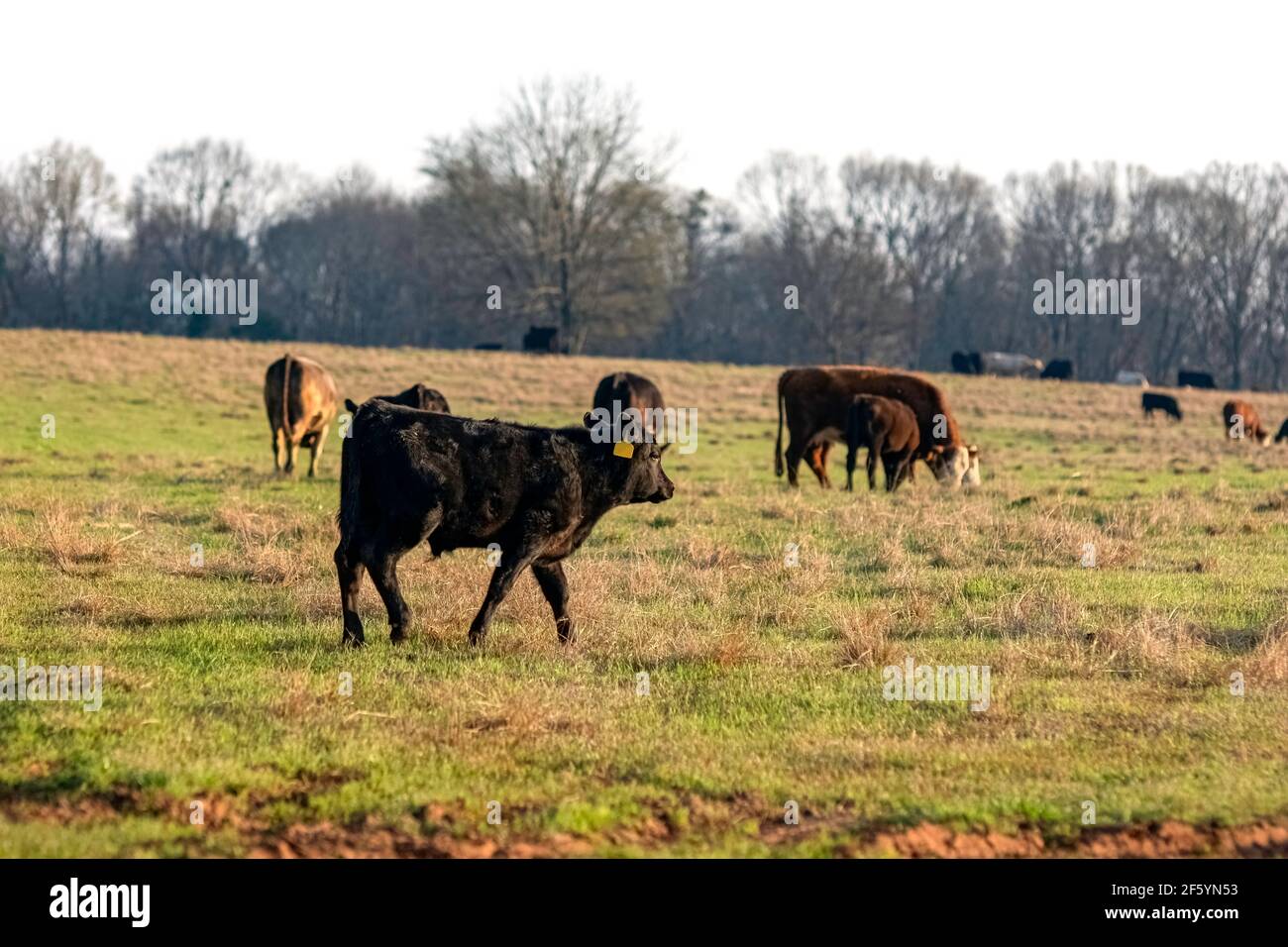 Black Angus crossbred vitello cammina attraverso un pascolo primaverile con altre mucche e vitelli in background fuori fuoco. Foto Stock