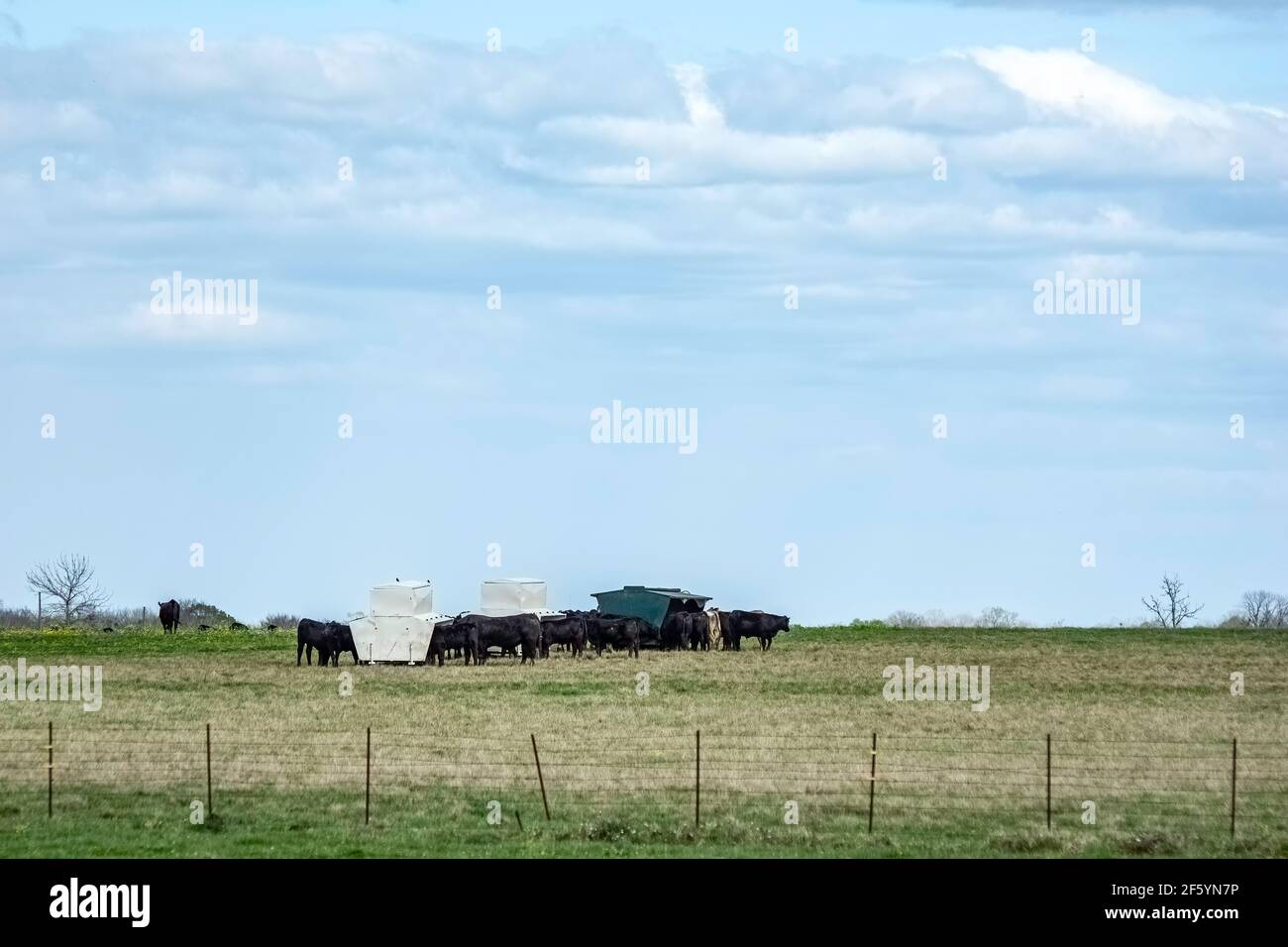 Rossore giovenche di Angus e toro con alimentazione supplementare durante la stagione di allevamento per migliorare la fertilità. Mandria di bestiame di Angus si riunì intorno alimentatore di metallo Foto Stock