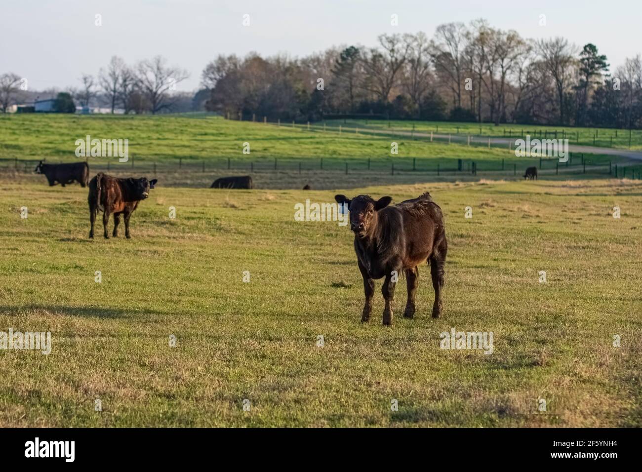 Giovane vitello Angus guardando la macchina fotografica in un verde, primavera pascolo con altri bovini Angus in background. Foto Stock