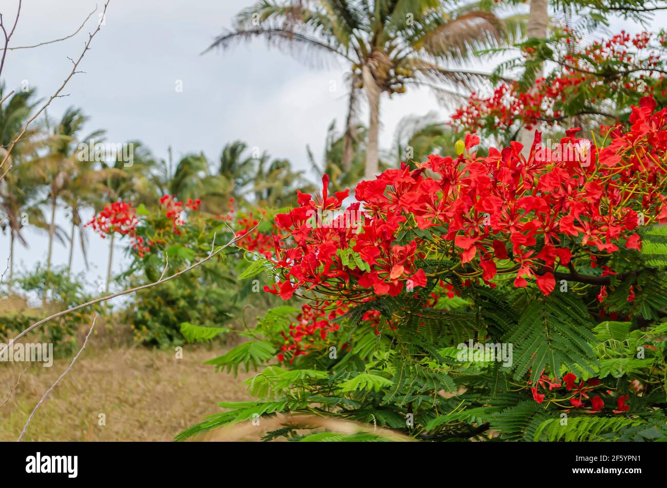 Fioritura dell'albero reale di Poinciana Foto Stock