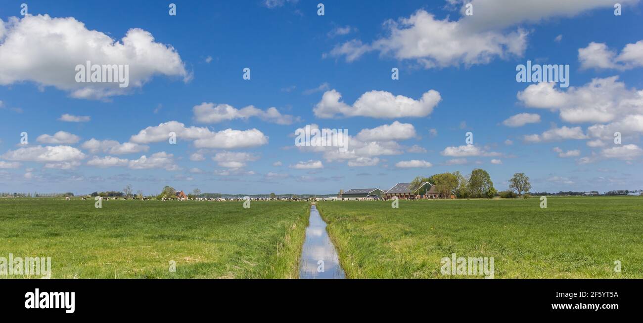 Panorama del paesaggio pianeggiante olandese vicino Groningen con un fattoria e mucche Foto Stock
