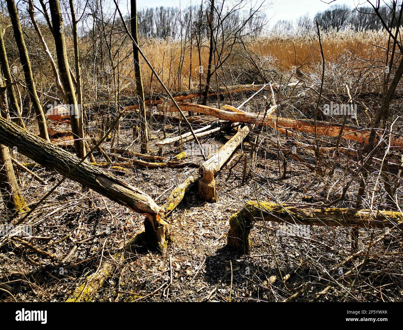 Distruzione del paesaggio e abbattimento degli alberi da parte del castoro in Baviera / Palatinato superiore. Tracce di navigazione. Segni di gnaw. Foto Stock