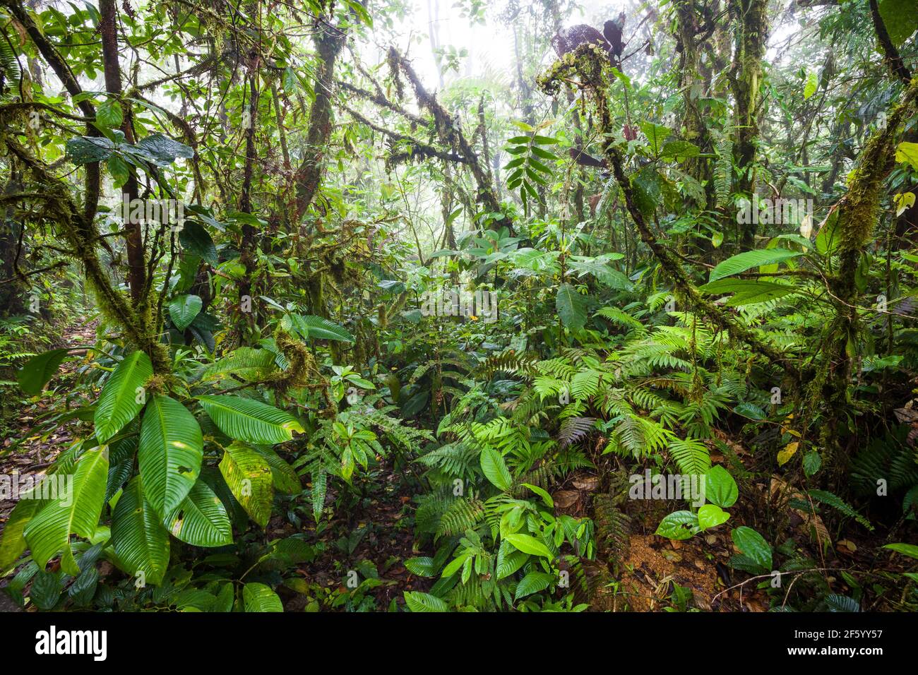 Una vegetazione lussureggiante nel sottobosco della cloudforest in Omar Torrijos National Park (El Cope), Cordillera Central, Cocle Affitto provincia, Repubblica di Panama. Foto Stock