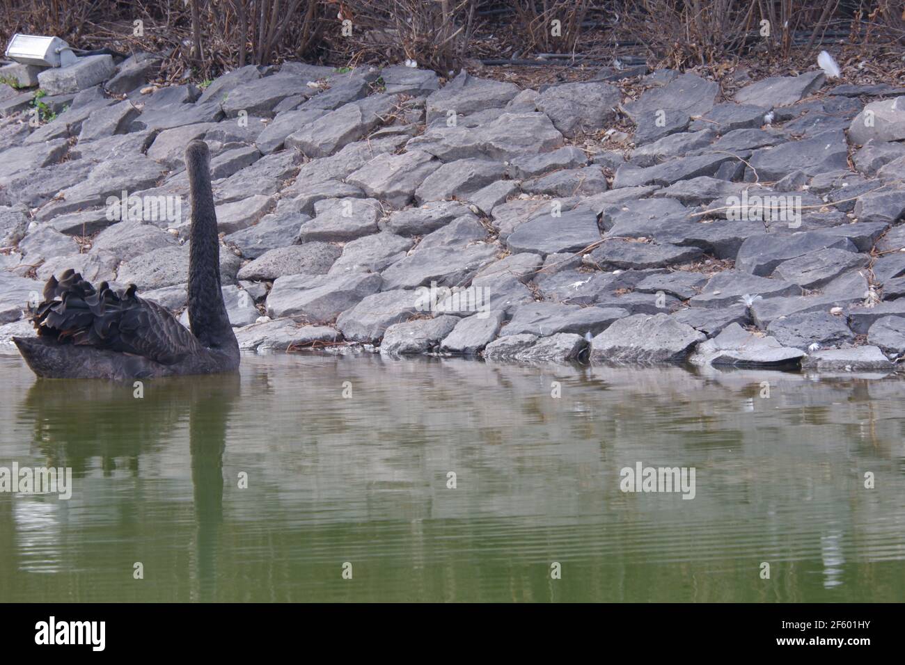 Black Swan Nuoto al lago Foto Stock