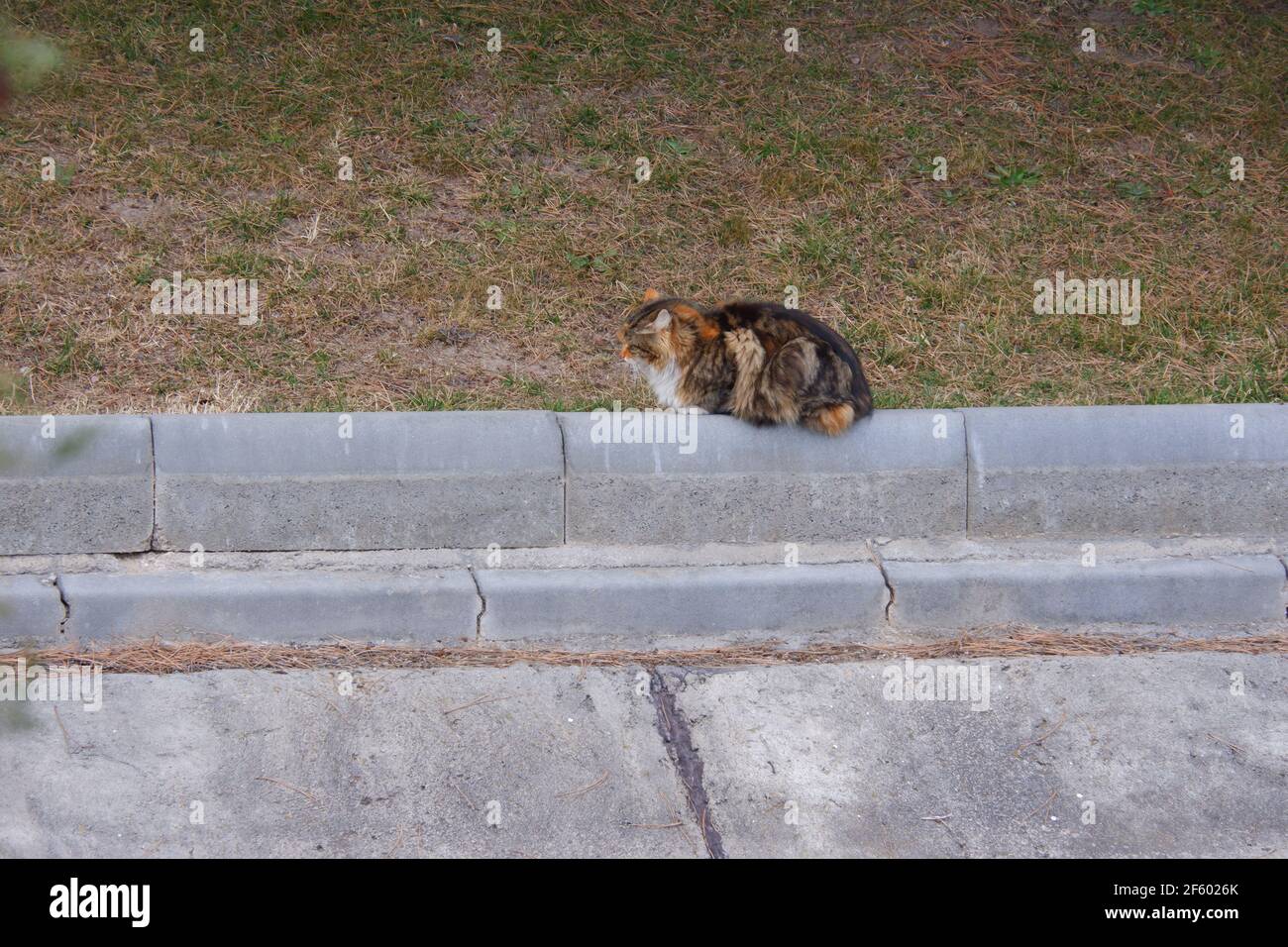 Gatto furry seduto sul bordo di un canale d'acqua Foto Stock