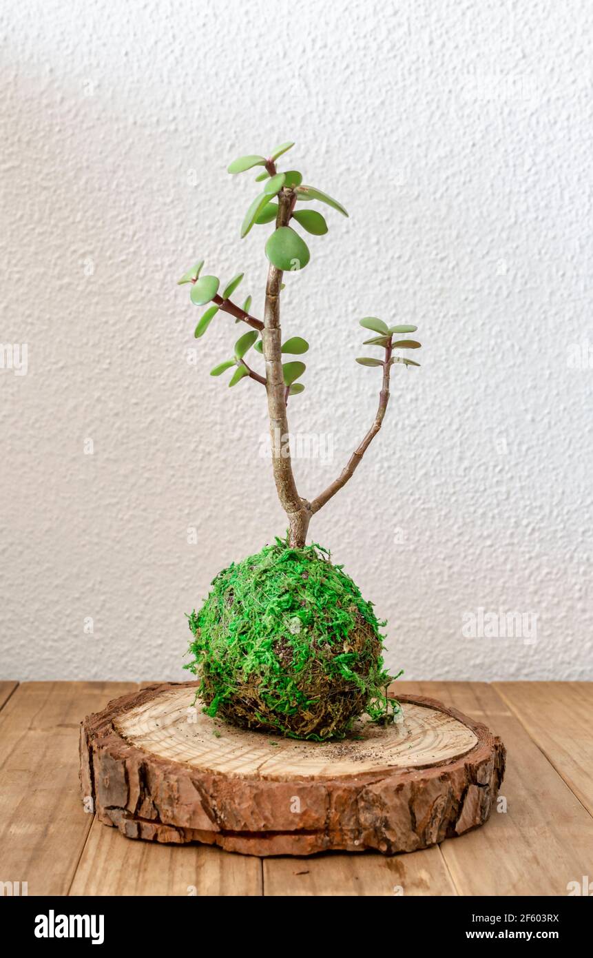 Albero bonsai artificiale arancione in ristorante giapponese con punto di  messa a fuoco selettivo Foto stock - Alamy