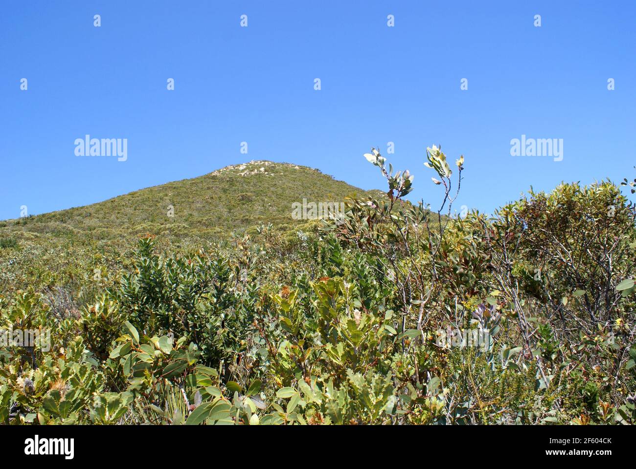 West Mount Barren con fitta vegetazione alla sua base, il Fitzgerald River National Park, Australia Occidentale Foto Stock