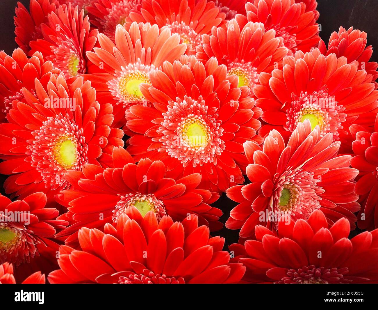 Gerbere di varie varietà e colori, vista ravvicinata Foto Stock