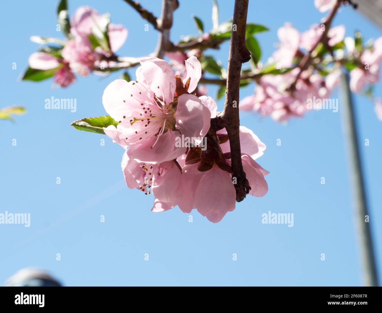 Fiori di pesca del giardino di primavera urbano Foto Stock