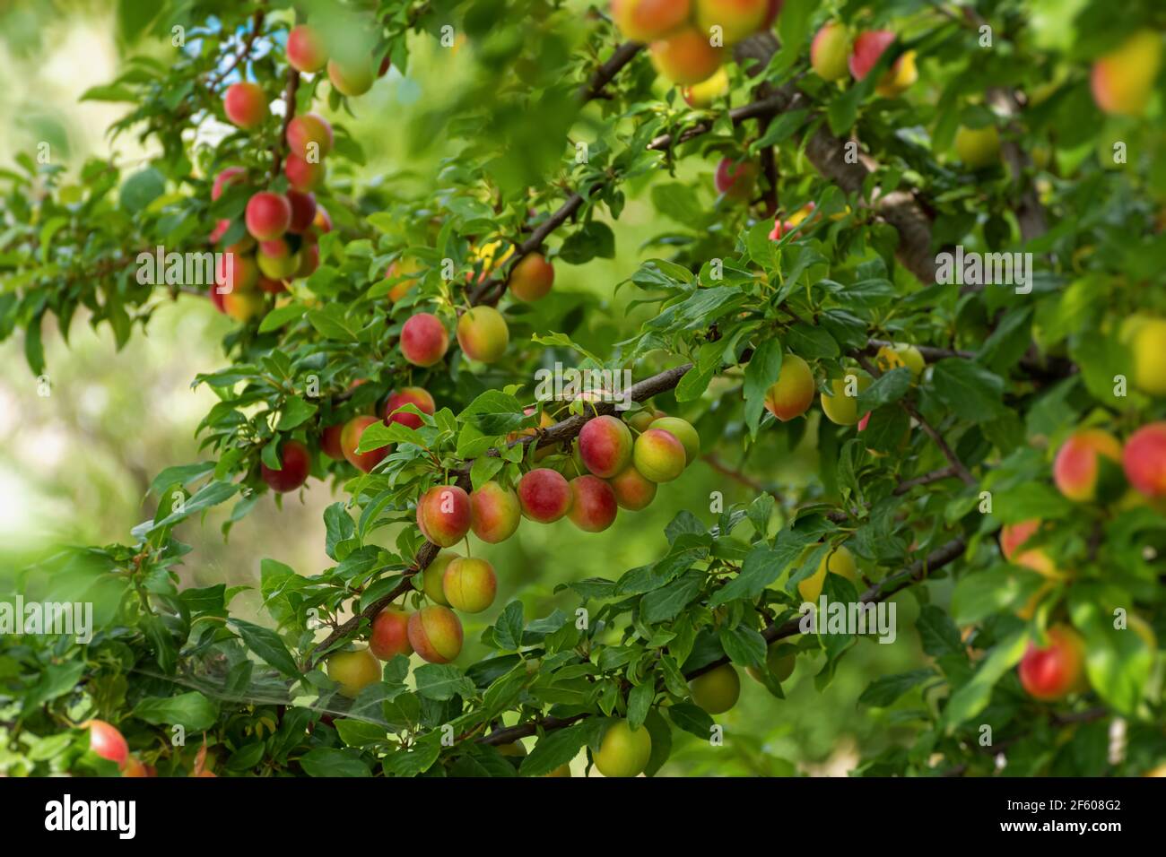 Prugna di ciliegia matura su un ramo. Frutti di prugna rosso-giallo. Frutteto. La maturazione del frutto. Frutta estiva su uno sfondo morbido e sfocato. sha rosso e verde Foto Stock