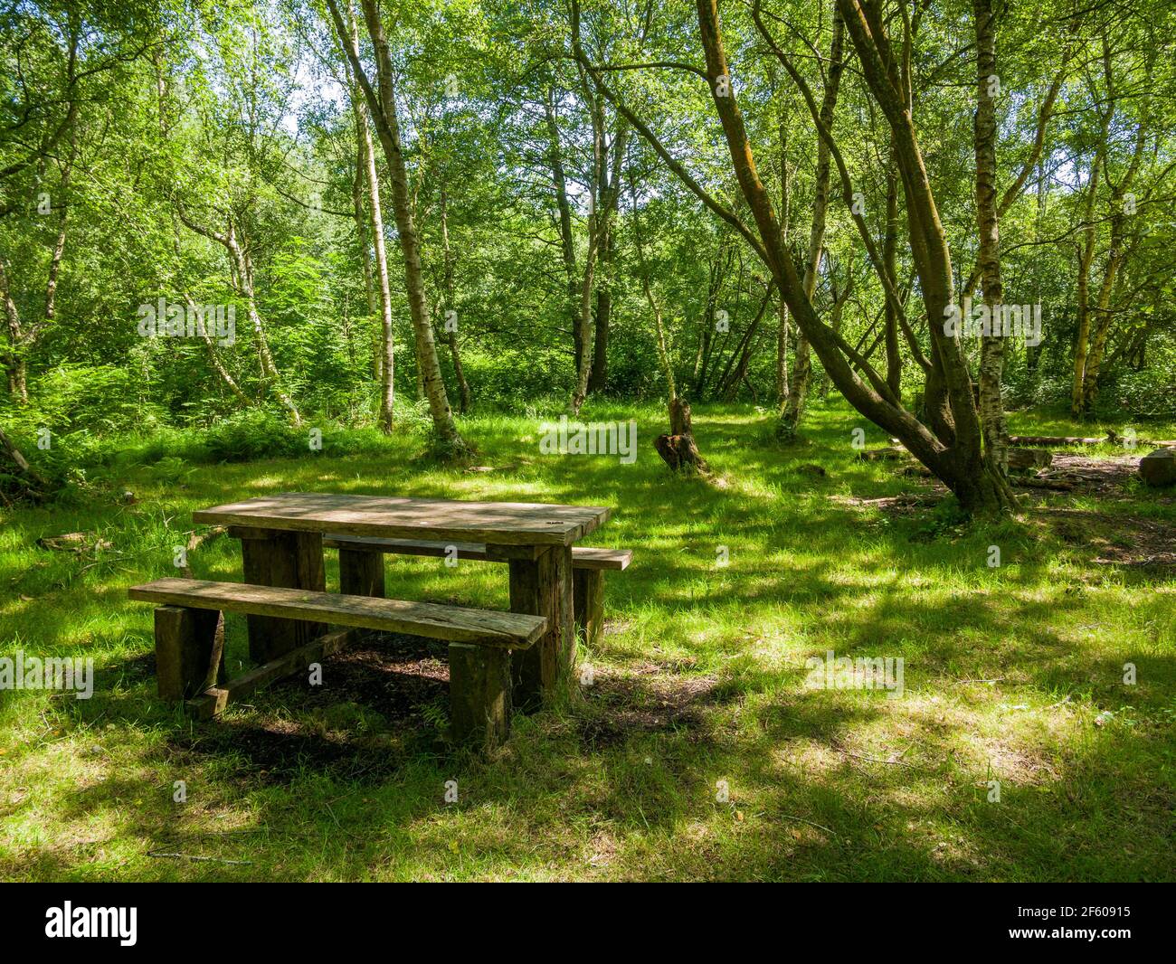 Un tavolo da picnic in un'area boscosa presso la Shapwick Heath National Nature Reserve, parte delle paludi Avalon nei livelli del Somerset, Inghilterra. Foto Stock